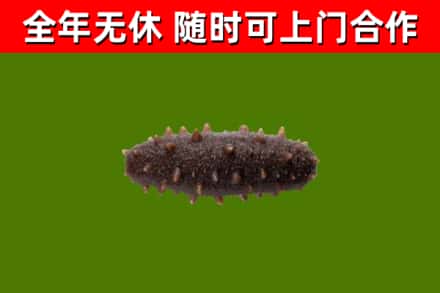 保山市烟酒回收干海参.jpg